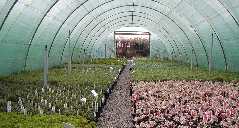 Plants overwintering in one of the tunnels