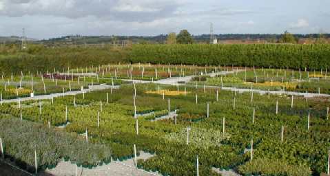 Areal view of some of the growing area