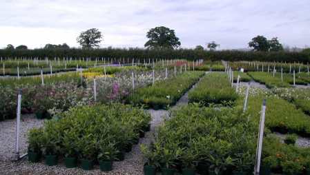 Nursery view of fully grown shrubs