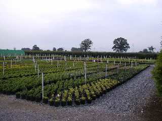 Plants in the early stages of growth
