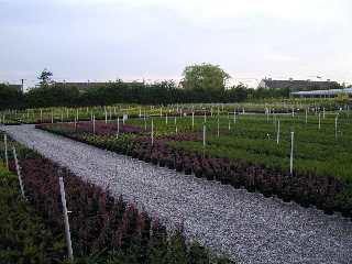 More plants in early stage of growth