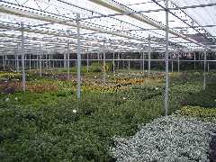 Inside greenhouse
