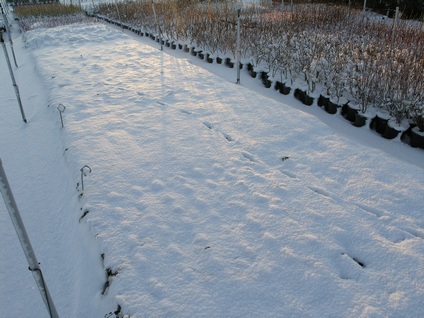 Sure there are plants under there!!