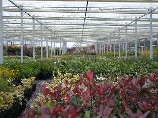 inside green greenhouse