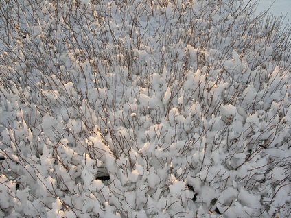 Plants outside in the snow January 2010
