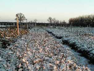 Plants outside in the winter of 1999-2000