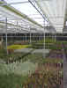 poulshot Nurseries